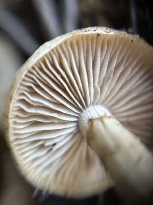  ( - HAY-F-007500)  @11 [ ] by-nc (2023) Bat Vardeh Fungal Diversity Survey