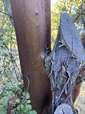  ( - HAY-F-007499)  @11 [ ] by-nc (2023) Bat Vardeh Fungal Diversity Survey
