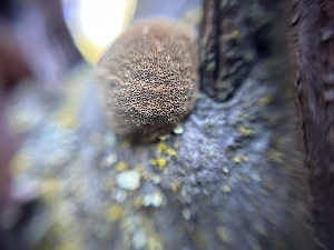  ( - HAY-F-007499)  @11 [ ] by-nc (2023) Bat Vardeh Fungal Diversity Survey