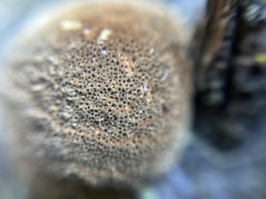  ( - HAY-F-007499)  @11 [ ] by-nc (2023) Bat Vardeh Fungal Diversity Survey