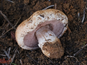  ( - HAY-F-008005)  @11 [ ] by-nc (2023) Warren Cardimona Fungal Diversity Survey