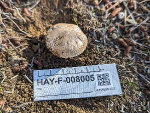  ( - HAY-F-008005)  @11 [ ] by-nc (2023) Warren Cardimona Fungal Diversity Survey