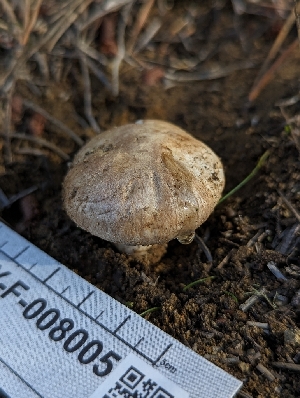  ( - HAY-F-008005)  @11 [ ] by-nc (2023) Warren Cardimona Fungal Diversity Survey