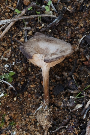  ( - HAY-F-008006)  @11 [ ] by-nc (2023) Warren Cardimona Fungal Diversity Survey