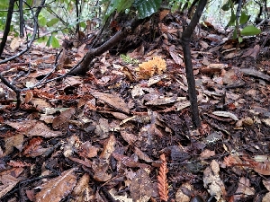  ( - HAY-F-008148)  @11 [ ] by-nc (2023) Harte Singer Fungal Diversity Survey