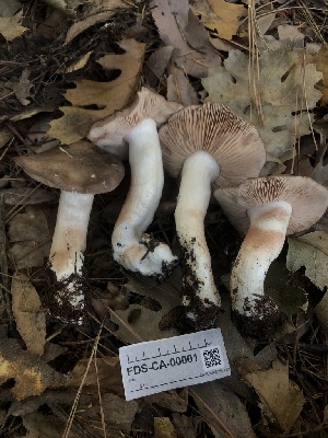  ( - FDS-CA-00001)  @11 [ ] by-nc (2023) Dean Lyons Fungal Diversity Survey