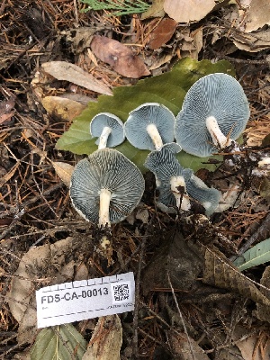  ( - FDS-CA-00013)  @11 [ ] by-nc (2023) Dean Lyons Fungal Diversity Survey