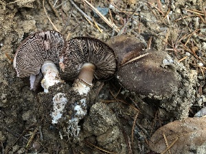  (Agaricus arorae - FDS-CA-00015)  @11 [ ] by-nc (2023) Dean Lyons Fungal Diversity Survey