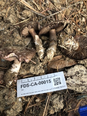  ( - FDS-CA-00015)  @11 [ ] by-nc (2023) Dean Lyons Fungal Diversity Survey