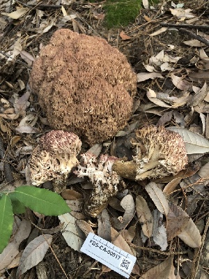  ( - FDS-CA-00017)  @11 [ ] by-nc (2023) Dean Lyons Fungal Diversity Survey