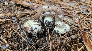  ( - FDS-CA-00411)  @11 [ ] by-nc (2023) Thea Chesney Fungal Diversity Survey