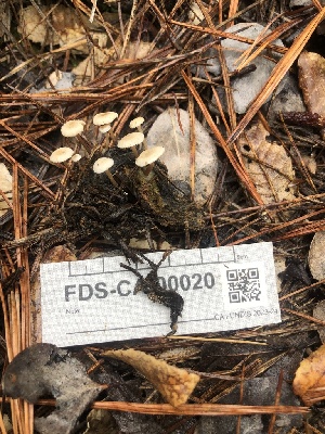  ( - FDS-CA-00020)  @11 [ ] by-nc (2023) Dean Lyons Fungal Diversity Survey