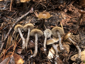  ( - FDS-CA-00022)  @11 [ ] by-nc (2023) Dean Lyons Fungal Diversity Survey