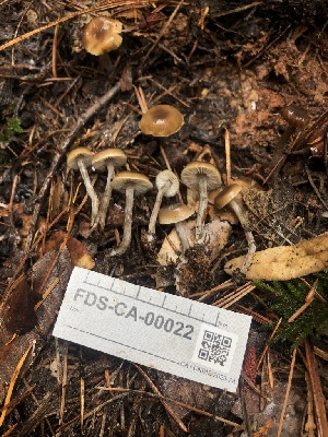  ( - FDS-CA-00022)  @11 [ ] by-nc (2023) Dean Lyons Fungal Diversity Survey