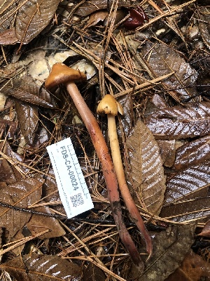  (Phaeocollybia sp. CA01 - FDS-CA-00024)  @11 [ ] by-nc (2023) Dean Lyons Fungal Diversity Survey