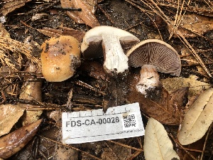  ( - FDS-CA-00028)  @11 [ ] by-nc (2023) Dean Lyons Fungal Diversity Survey