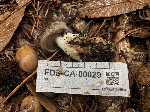  (Entoloma sp. subsaundersii-CA01 - FDS-CA-00029)  @11 [ ] by-nc (2023) Dean Lyons Fungal Diversity Survey