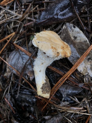  ( - FDS-CA-00032)  @11 [ ] by-nc (2023) Dean Lyons Fungal Diversity Survey
