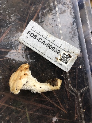  ( - FDS-CA-00032)  @11 [ ] by-nc (2023) Dean Lyons Fungal Diversity Survey
