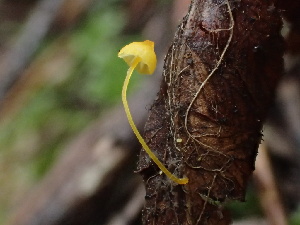  ( - FDS-CA-00008)  @11 [ ] by-nc (2023) Dean Lyons Fungal Diversity Survey