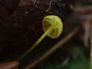  ( - FDS-CA-00008)  @11 [ ] by-nc (2023) Dean Lyons Fungal Diversity Survey