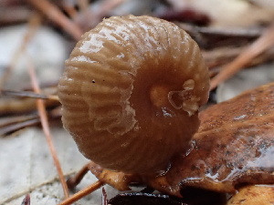  ( - FDS-CA-00019)  @11 [ ] by-nc (2023) Dean Lyons Fungal Diversity Survey