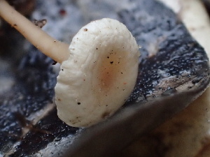  ( - FDS-CA-00020)  @11 [ ] by-nc (2023) Dean Lyons Fungal Diversity Survey