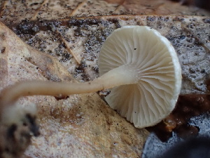  ( - FDS-CA-00020)  @11 [ ] by-nc (2023) Dean Lyons Fungal Diversity Survey