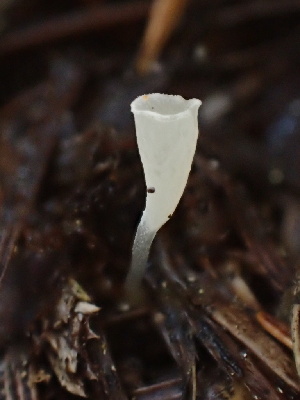  ( - FDS-CA-00010)  @11 [ ] by-nc (2023) Dean Lyons Fungal Diversity Survey