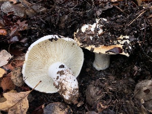  ( - FDS-CA-00036)  @11 [ ] by-nc (2023) Dean Lyons Fungal Diversity Survey
