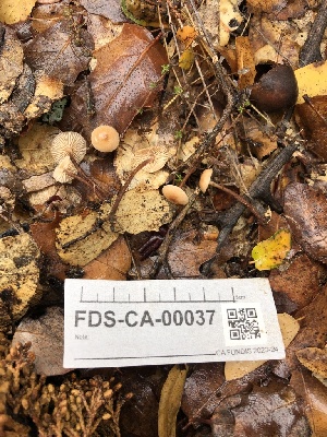  ( - FDS-CA-00037)  @11 [ ] by-nc (2023) Dean Lyons Fungal Diversity Survey