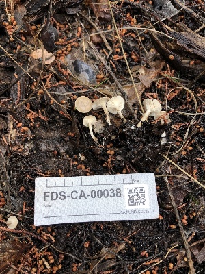  ( - FDS-CA-00038)  @11 [ ] by-nc (2023) Dean Lyons Fungal Diversity Survey