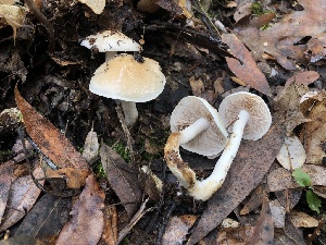  ( - FDS-CA-00042)  @11 [ ] by-nc (2023) Dean Lyons Fungal Diversity Survey