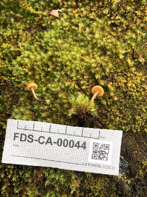 ( - FDS-CA-00044)  @11 [ ] by-nc (2023) Dean Lyons Fungal Diversity Survey
