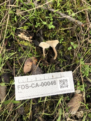  ( - FDS-CA-00046)  @11 [ ] by-nc (2023) Dean Lyons Fungal Diversity Survey