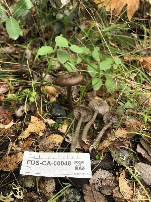  ( - FDS-CA-00048)  @11 [ ] by-nc (2023) Dean Lyons Fungal Diversity Survey