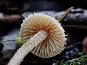  ( - FDS-CA-00047)  @11 [ ] by-nc (2023) Dean Lyons Fungal Diversity Survey