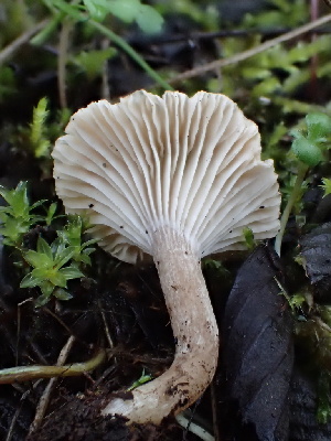 ( - FDS-CA-00046)  @11 [ ] by-nc (2023) Dean Lyons Fungal Diversity Survey
