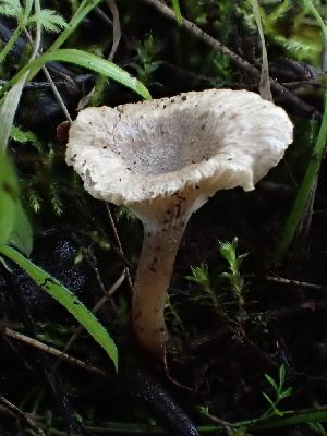  ( - FDS-CA-00046)  @11 [ ] by-nc (2023) Dean Lyons Fungal Diversity Survey