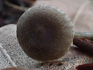  ( - FDS-CA-00045)  @11 [ ] by-nc (2023) Dean Lyons Fungal Diversity Survey