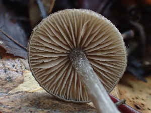  ( - FDS-CA-00045)  @11 [ ] by-nc (2023) Dean Lyons Fungal Diversity Survey