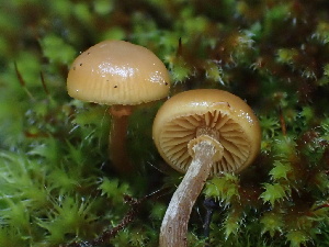  (Galerina - FDS-CA-00044)  @11 [ ] by-nc (2023) Dean Lyons Fungal Diversity Survey