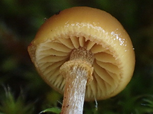  ( - FDS-CA-00044)  @11 [ ] by-nc (2023) Dean Lyons Fungal Diversity Survey