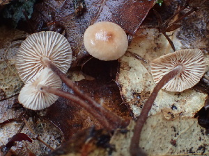  ( - FDS-CA-00037)  @11 [ ] by-nc (2023) Dean Lyons Fungal Diversity Survey