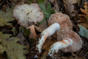  (Entoloma subsaundersii - FDS-CA-00001)  @11 [ ] by-nc (2023) Dean Lyons Fungal Diversity Survey