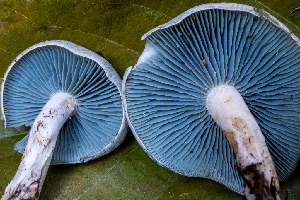  ( - FDS-CA-00013)  @11 [ ] by-nc (2023) Dean Lyons Fungal Diversity Survey