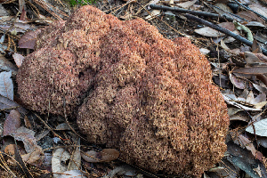  ( - FDS-CA-00017)  @11 [ ] by-nc (2023) Dean Lyons Fungal Diversity Survey
