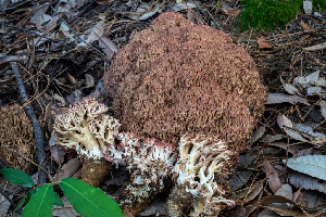  ( - FDS-CA-00017)  @11 [ ] by-nc (2023) Dean Lyons Fungal Diversity Survey