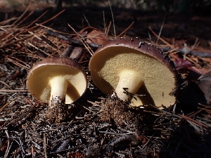  ( - HAY-F-003491)  @11 [ ] by-nc (2023) Sadie Hickey Fungal Diversity Survey