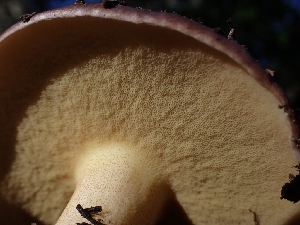  ( - HAY-F-003491)  @11 [ ] by-nc (2023) Sadie Hickey Fungal Diversity Survey
